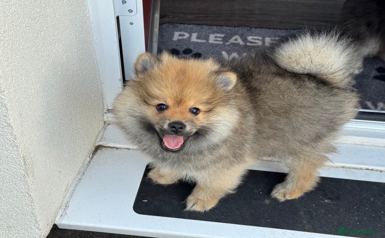 Pomeranian dogs - Advert 5