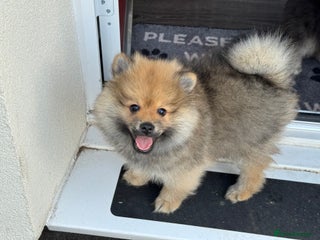 Pomeranian dogs Last little boy - Advert 10