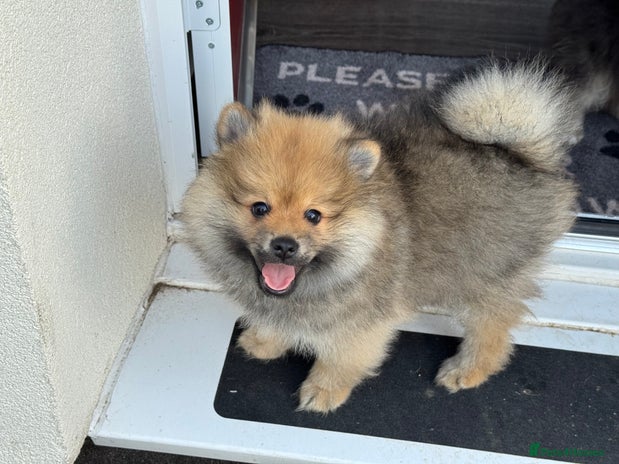 Pomeranian dogs - Advert 4