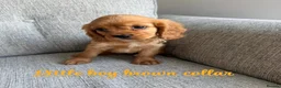Cavalier King Charles Spaniel dogs for sale: Cavalier King Charles puppies  - Advert 6