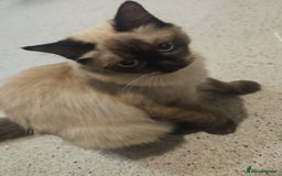 Ragdoll cats for sale: Two beautiful 5 month old Ragdoll kittens for sale - Advert 7