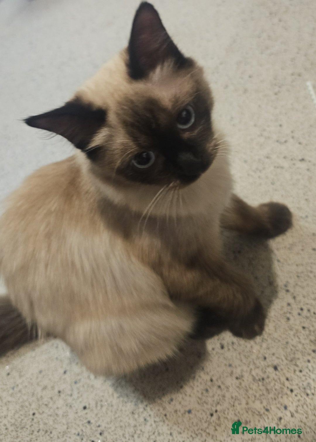 Ragdoll cats for sale: Two beautiful 5 month old Ragdoll kittens for sale - Advert 7