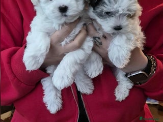 Morkie dogs Mini Morkies - Advert 1