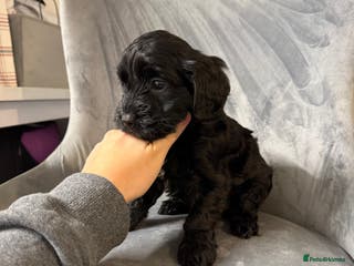 Cockapoo dogs 5 cockapoo puppies - Advert 9