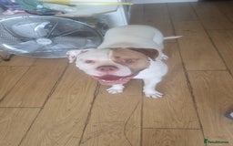 American Bulldog dogs for sale: American bulldog  - Image 2
