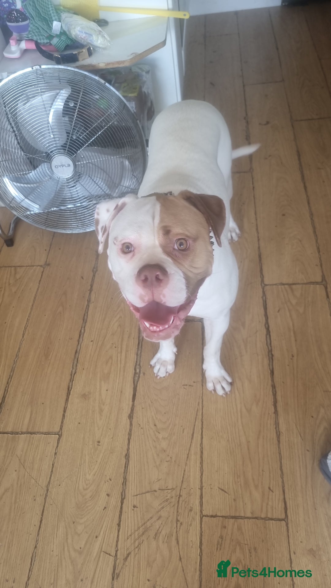 American Bulldog dogs for sale: American bulldog  - Image 2