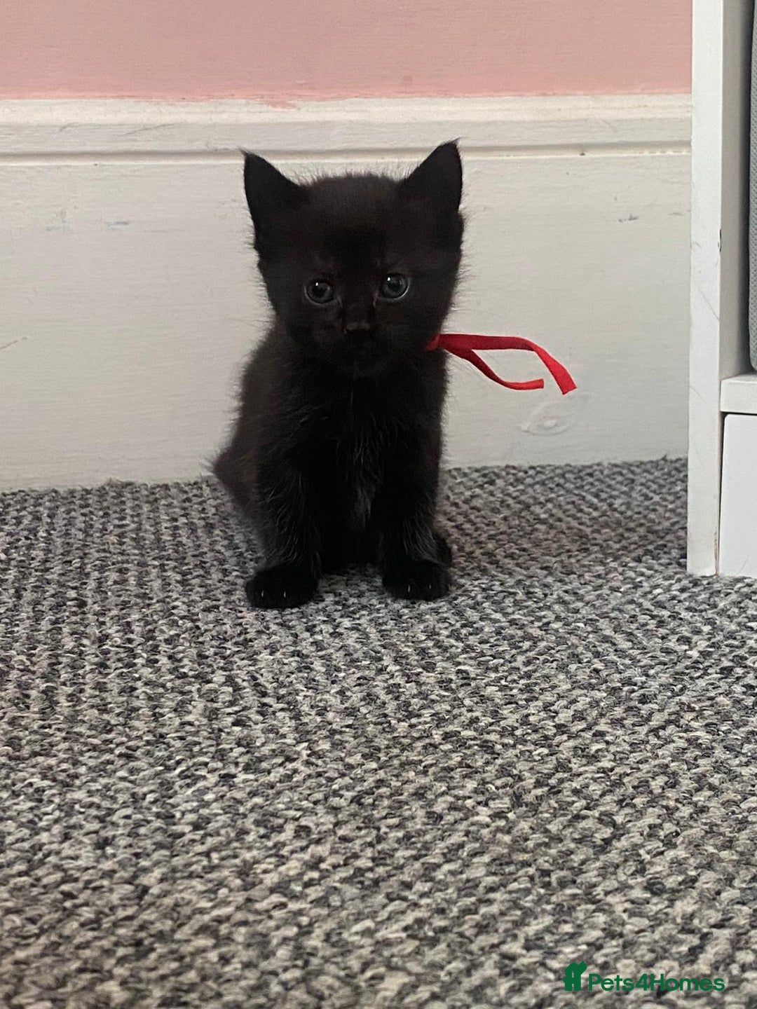Domestic Shorthair cats for sale: Kittens - Image 5