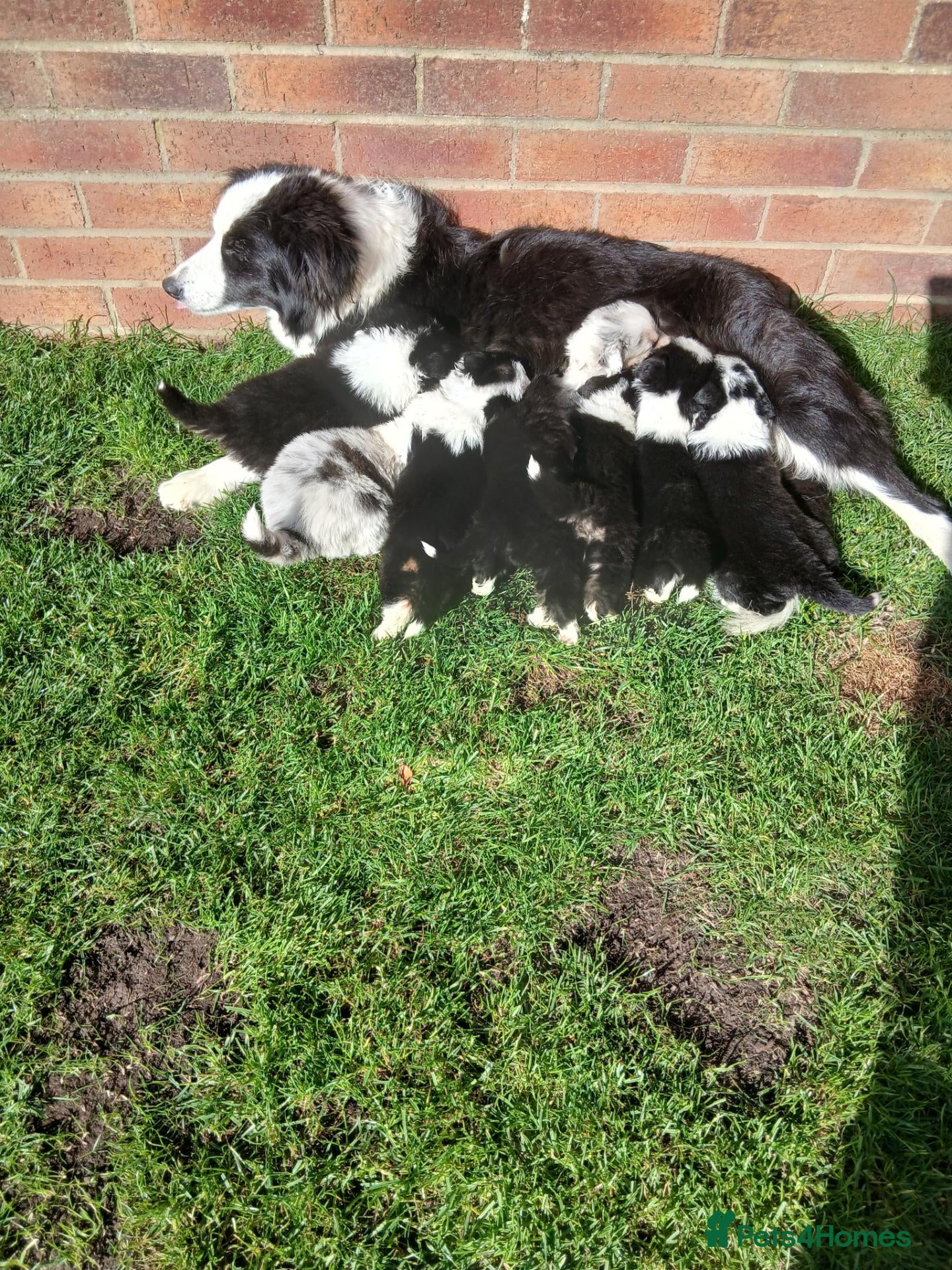 Border Collie dogs BORDER COLLIE PUPS - Advert 1