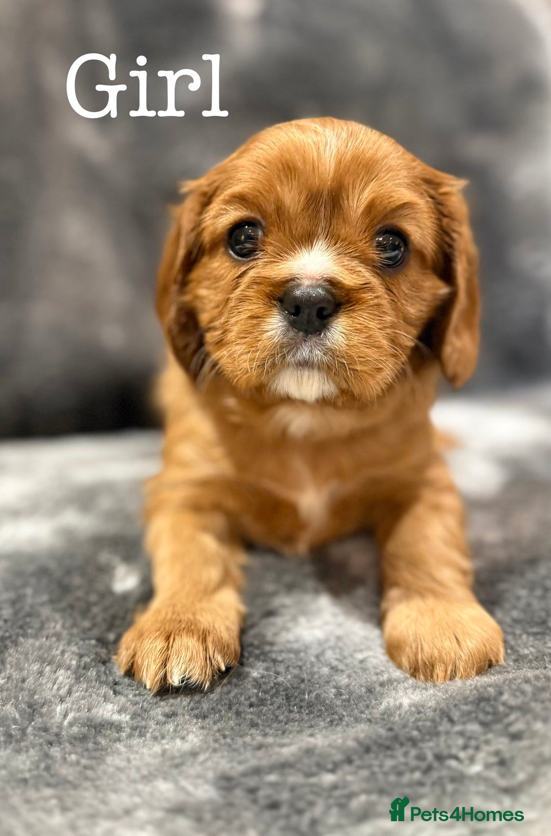 Cavalier King Charles Spaniel dogs for sale: Cavalier King Charles Spaniel  - Advert 6