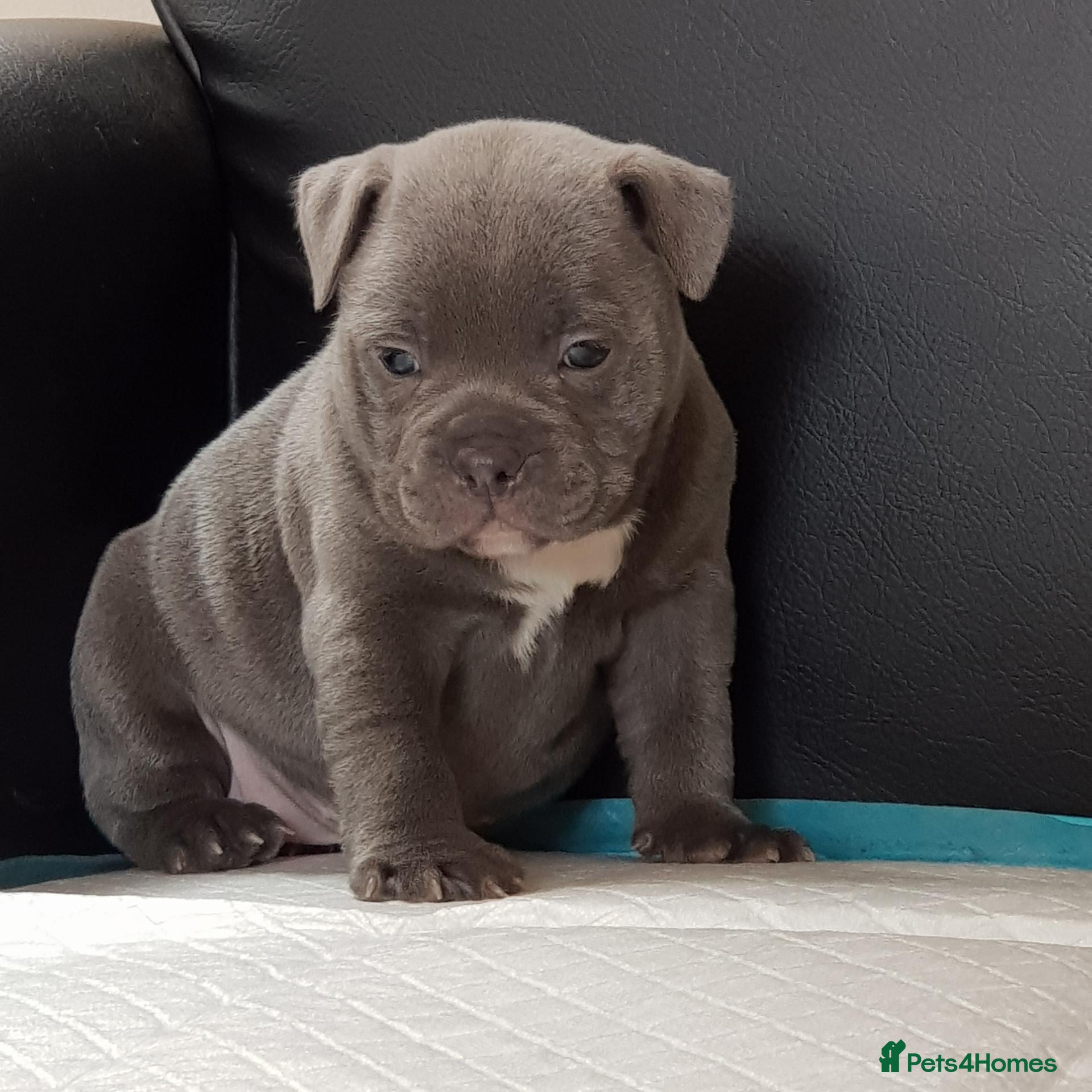 Staffordshire Bull Terrier dogs Solid Blue staffs short & stocky Type  - Advert 1