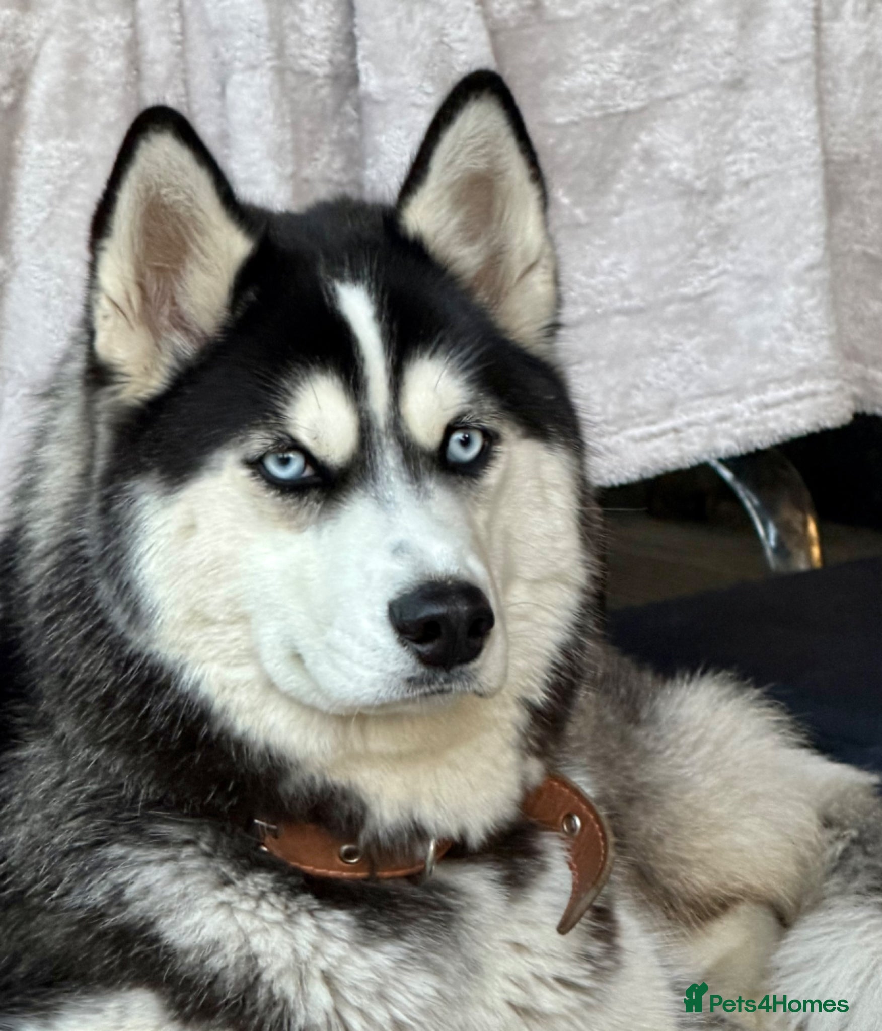 Siberian Husky dogs 🐾 CLOUD – Female Siberian Husky - Advert 7