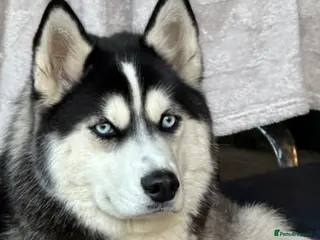 Siberian Husky dogs 🐾 CLOUD – Female Siberian Husky - Advert 7