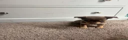 Chihuahua dogs for sale: Chihuahua puppies  - Advert 2