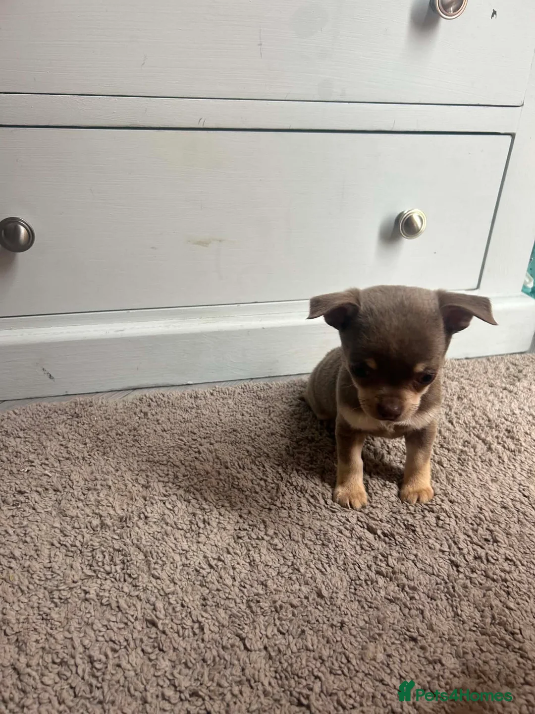 Chihuahua dogs for sale: Chihuahua puppies  - Advert 2