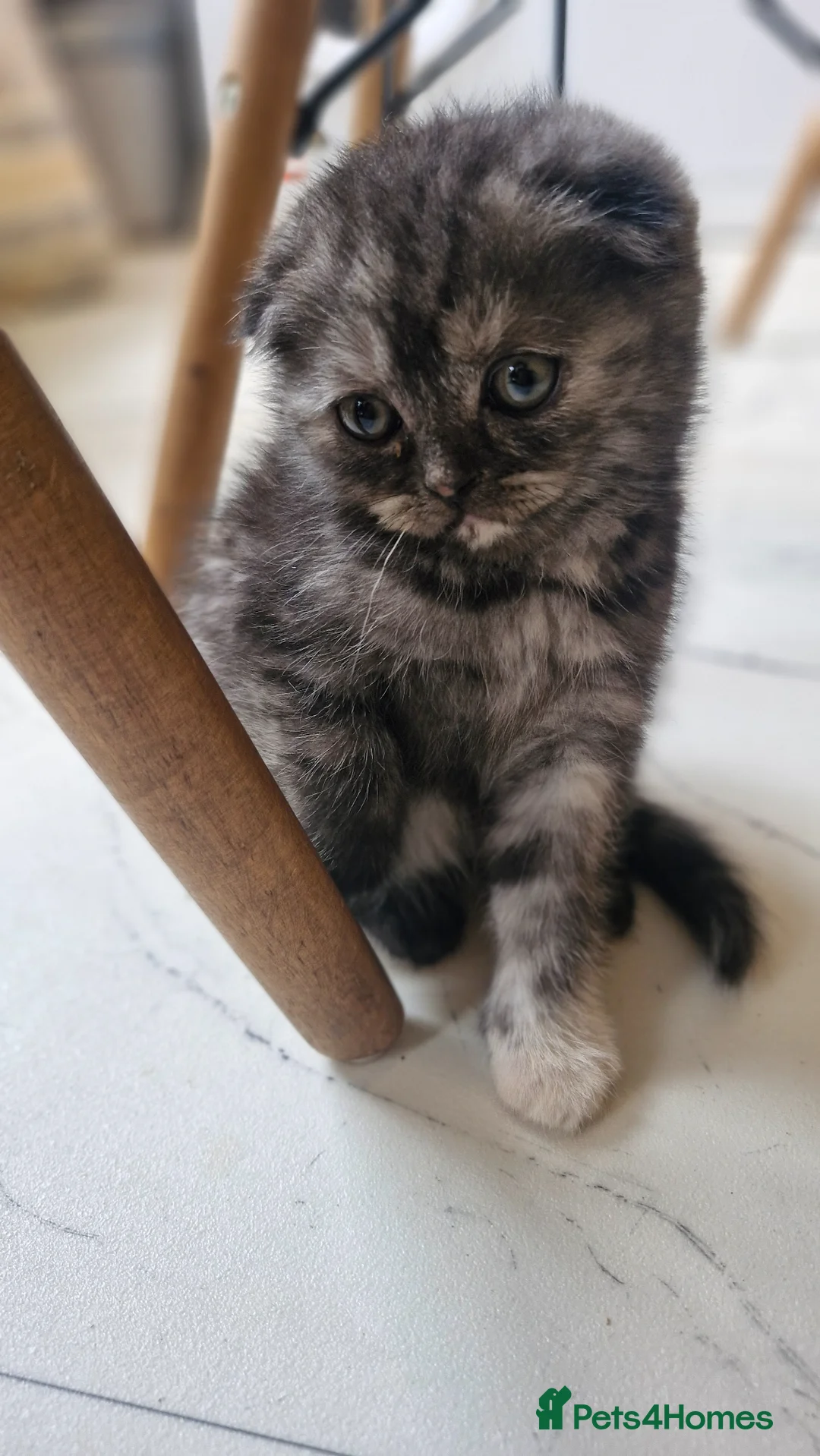 Scottish Fold cats for sale: Scottish Fold Kittens READY FOR NEW HOMES  - Advert 2