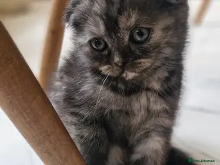 Scottish Fold cats Scottish Fold Kittens READY FOR NEW HOMES - Advert 16