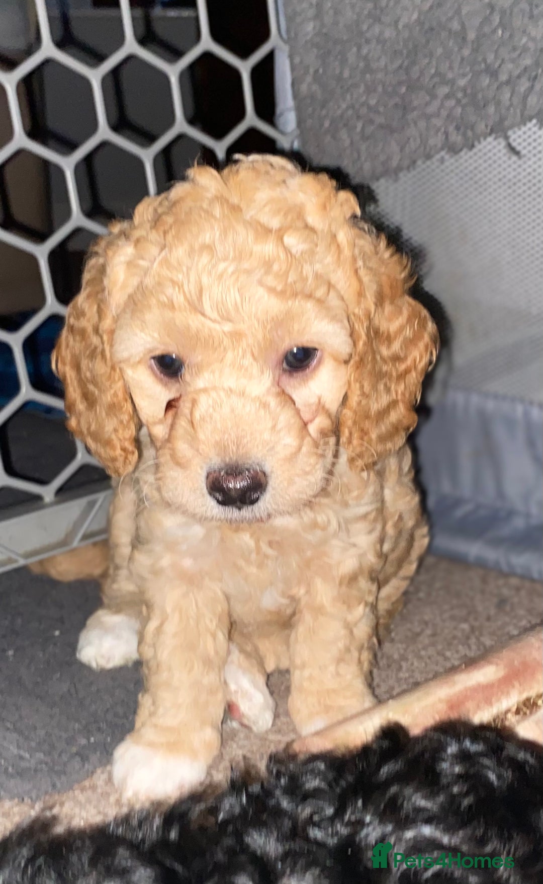 Cockapoo dogs for sale: ADD UPTO DATEREAD IN FULL  - Advert 17