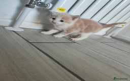 Mixed Breed cats for sale: 4 Mixed Breed Kittens  - Image 7
