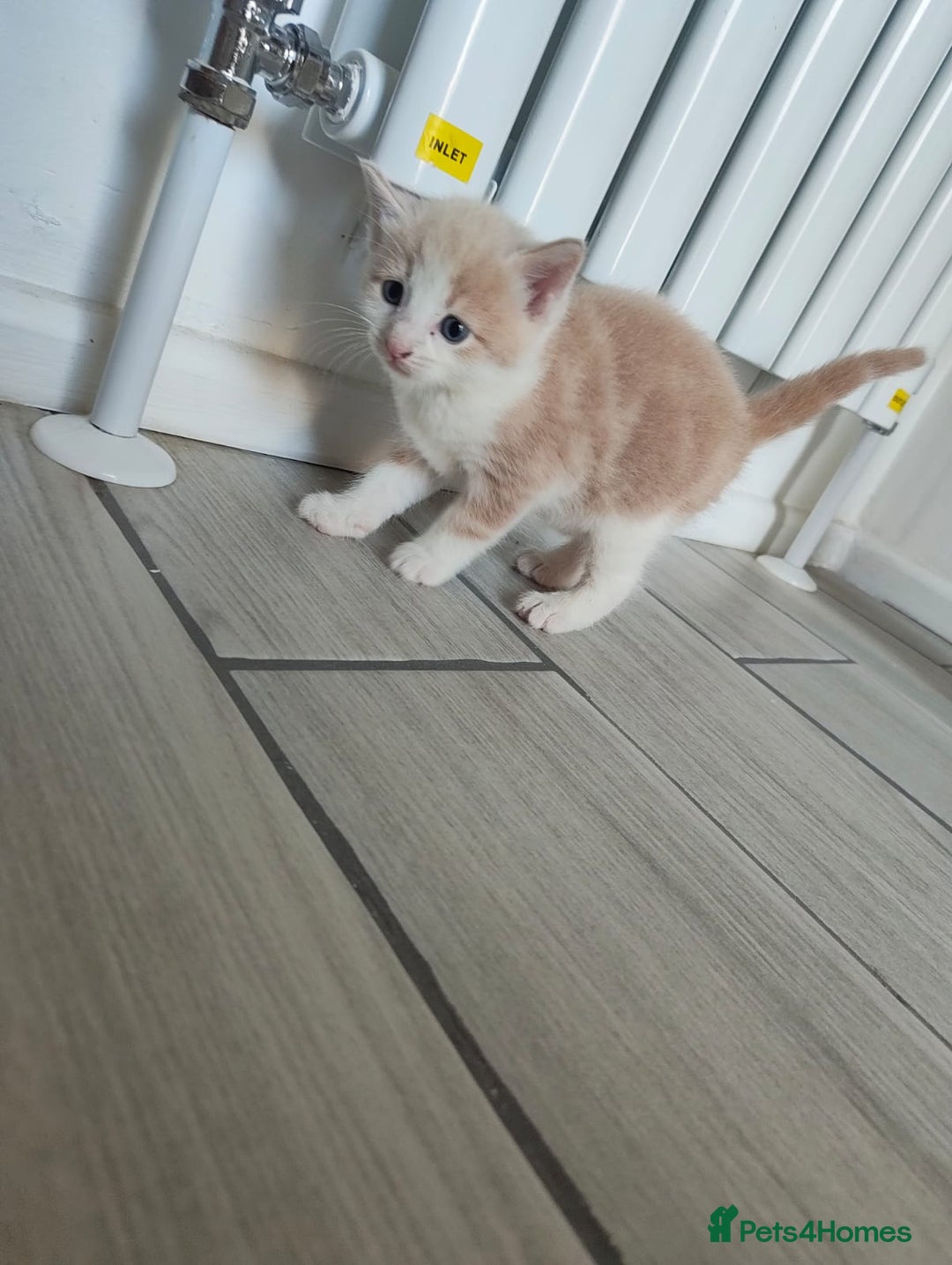 Mixed Breed cats for sale: 4 Mixed Breed Kittens  - Image 7