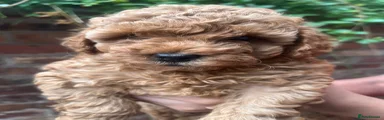 Toy Poodle 1