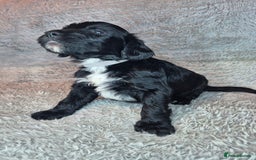 Irish Doodle dogs for sale: Toy Irish Doodle Puppies For Sale  - Image 10