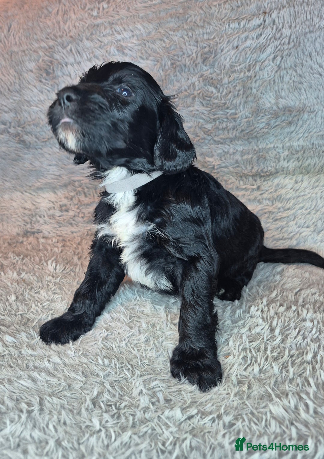Irish Doodle dogs for sale: Toy Irish Doodle Puppies For Sale  - Image 10