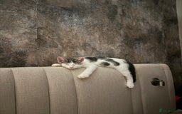 Mixed Breed cats for sale: 2 male kittens  - Image 9