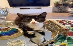Mixed Breed cats for sale: 4 kittens ready to go  - Image 4