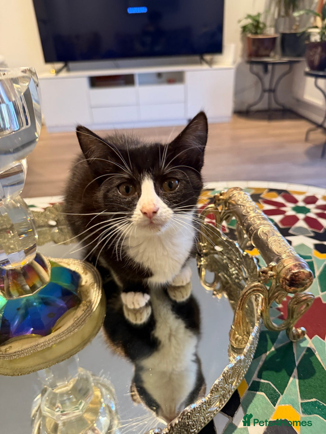 Mixed Breed cats for sale: 4 kittens ready to go  - Image 4