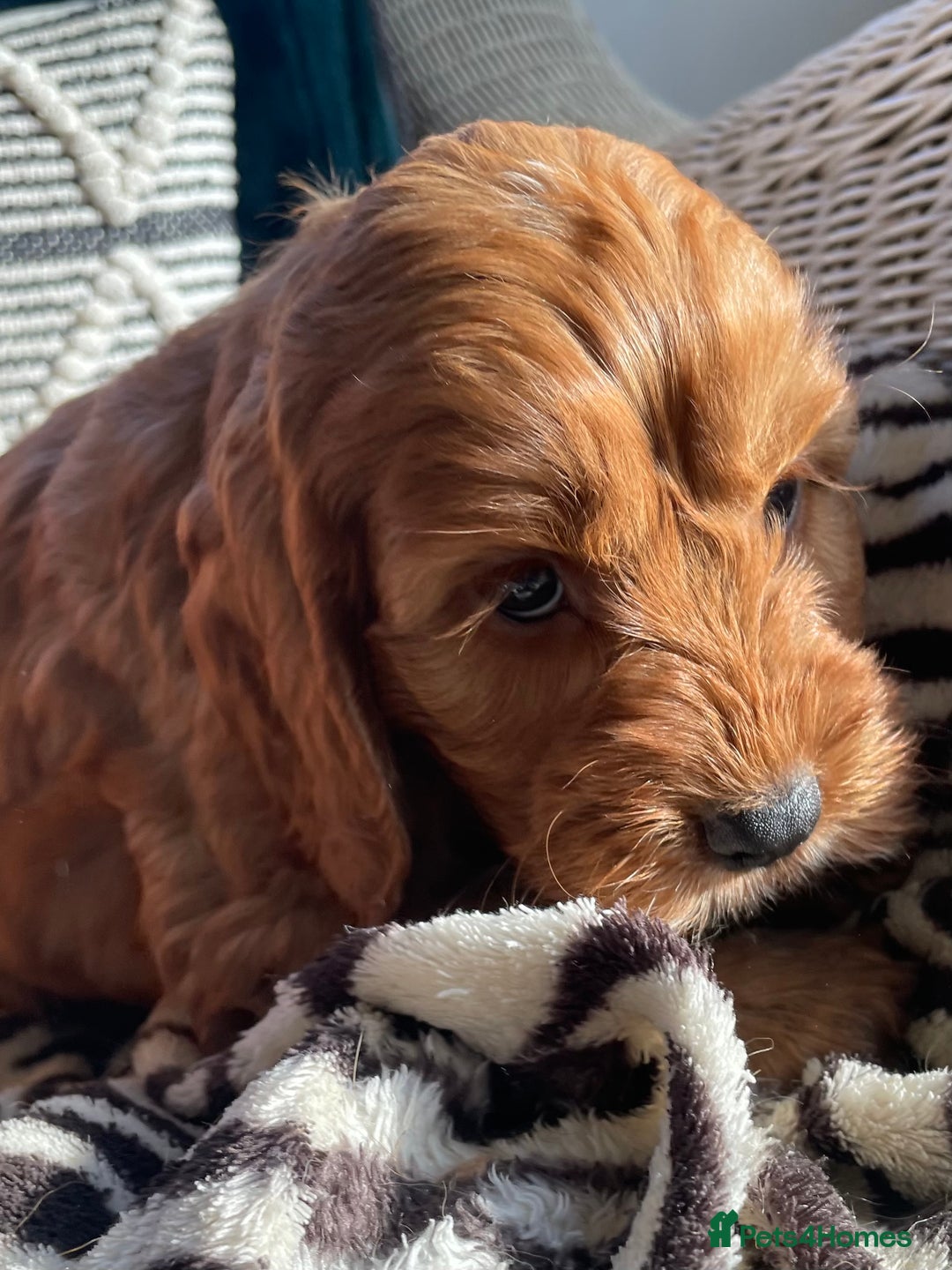 Cockapoo dogs for sale: F1 MINIATURE COCKAPOO PUPPIES DNA HEALTH TESTED  - Advert 6