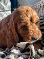 Cockapoo dogs F1 MINIATURE COCKAPOO PUPPIES DNA HEALTH TESTED - Advert 5