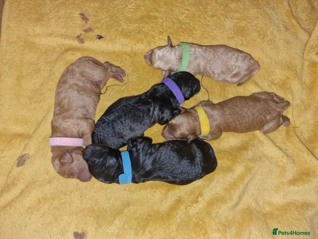 Jackapoo dogs for sale: Beautiful F1B jackapoo puppys  in Wimborne - Advert 2