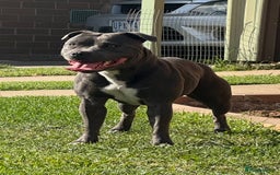 Staffordshire Bull Terrier dogs for sale: Staffy Puppies - Image 4