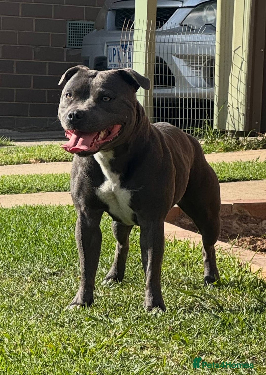 Staffordshire Bull Terrier dogs for sale: Staffy Puppies - Image 4
