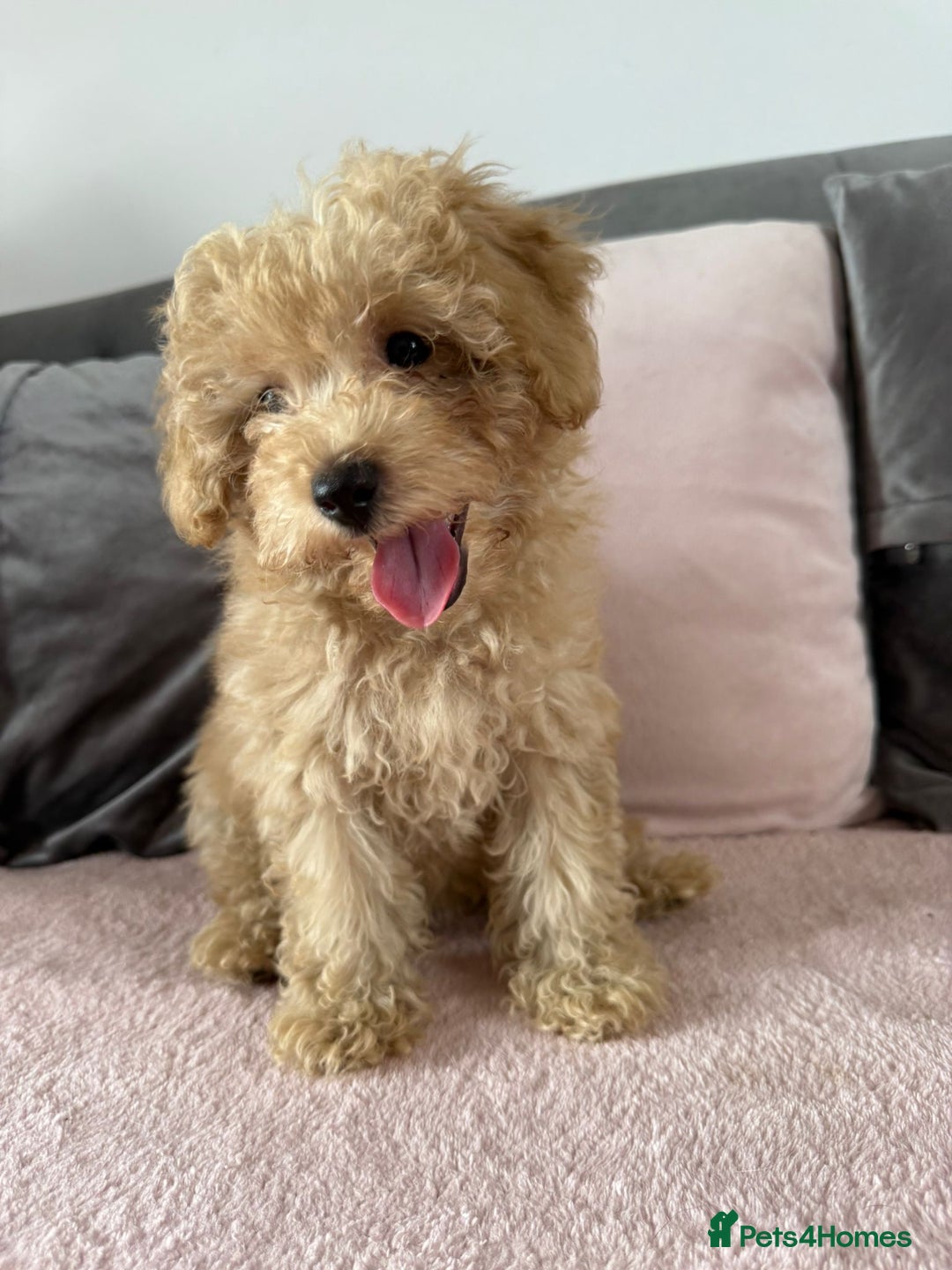 Toy Poodle dogs for sale: READY TO LEAVE Adorable Toy Poodles - Image 11