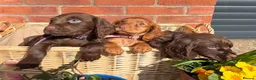 Cocker Spaniel dogs for sale: KC registered Cocker Spaniel Puppies - Advert 9