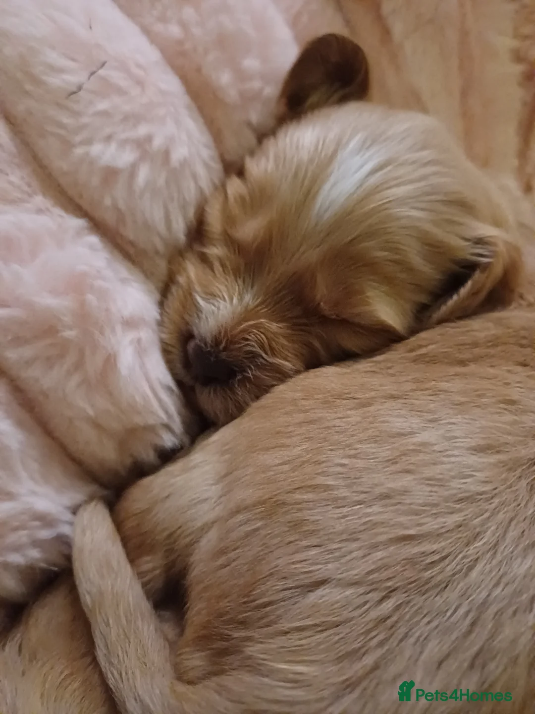 Cockapoo dogs for sale: Cockapoo Puppies - Advert 24