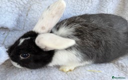 Mini Lop rabbits for sale: Pure Bred Mini Lop Babies - Advert 4