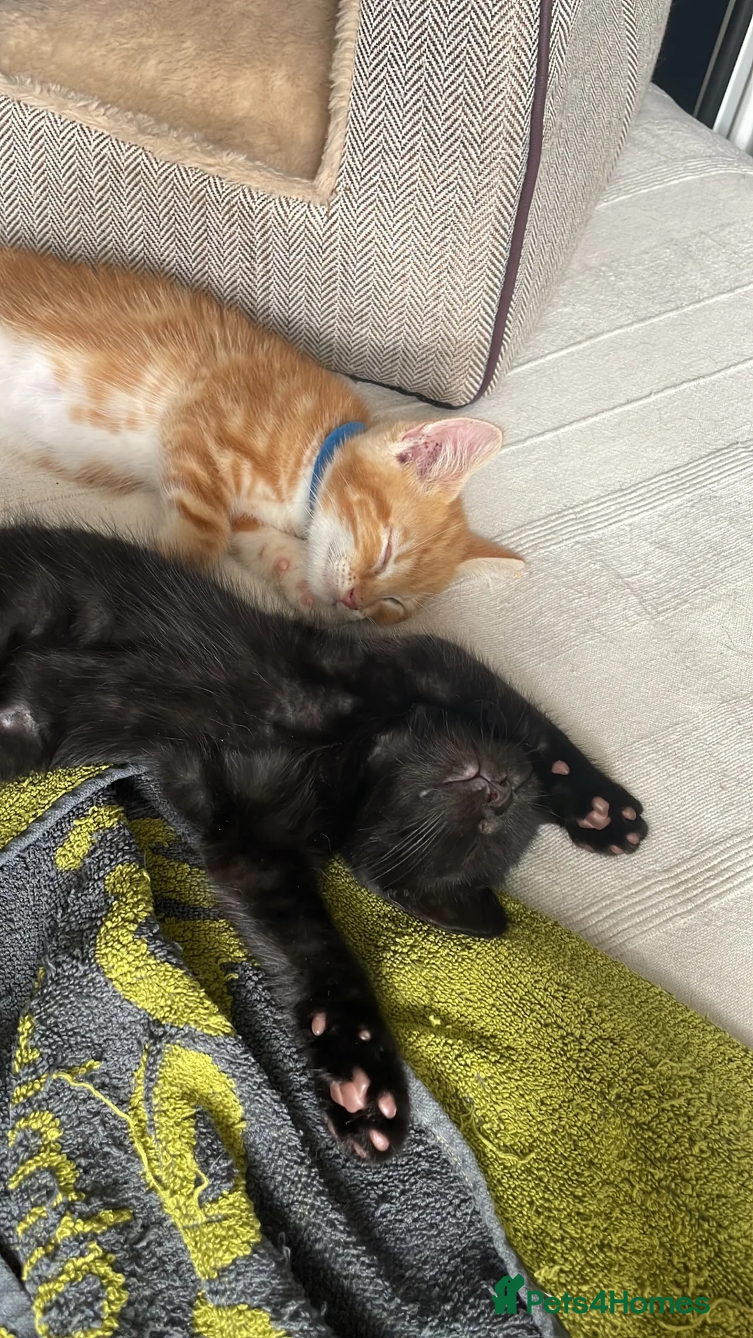 Domestic Shorthair cats for adoption: Willow & Elm, 11 weeks old - Advert 2