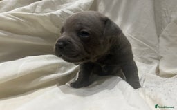 Staffordshire Bull Terrier dogs for sale: KC reg blue staffordshire bull terrier - Image 9