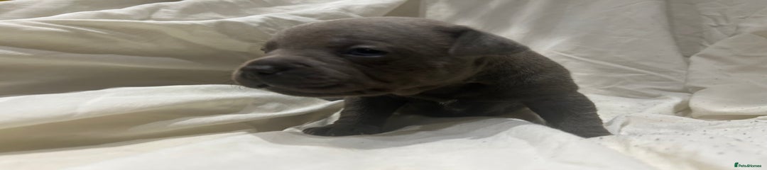 Staffordshire Bull Terrier Puppy 4
