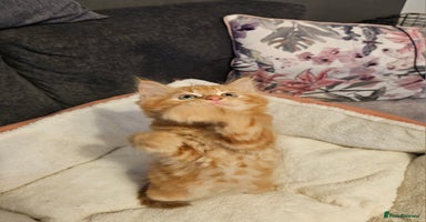 Maine Coon cats - Advert 14