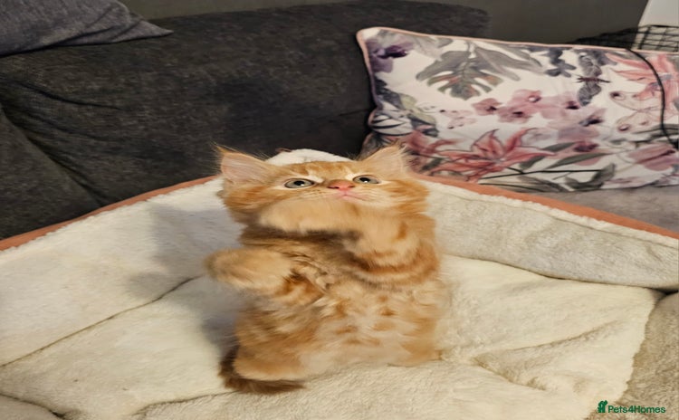 Maine Coon cats - Advert 5