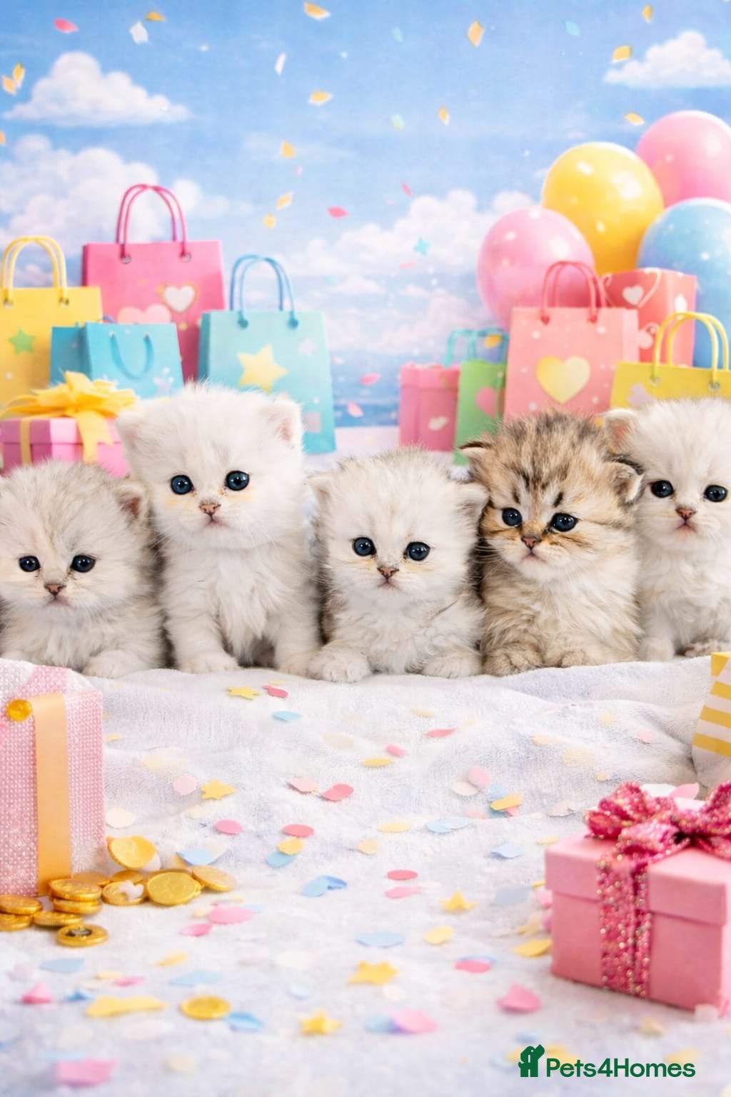 Persian cats Persian kittens - Advert 2