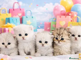 Persian cats Persian kittens - Advert 2