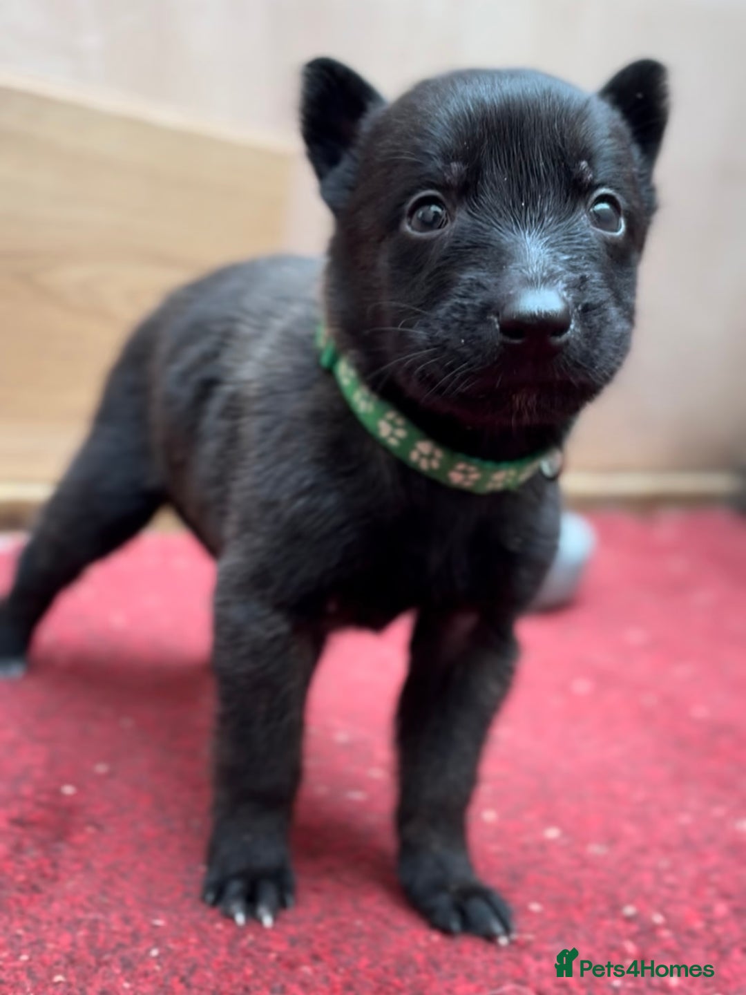 Mixed Breed dogs for sale: Dutch Malinois Puppies- Ready 13/12/2025 - Advert 5