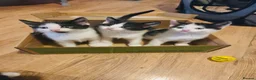 Domestic Shorthair cats for sale: 4 Beautiful Black and white kittens  - Advert 1