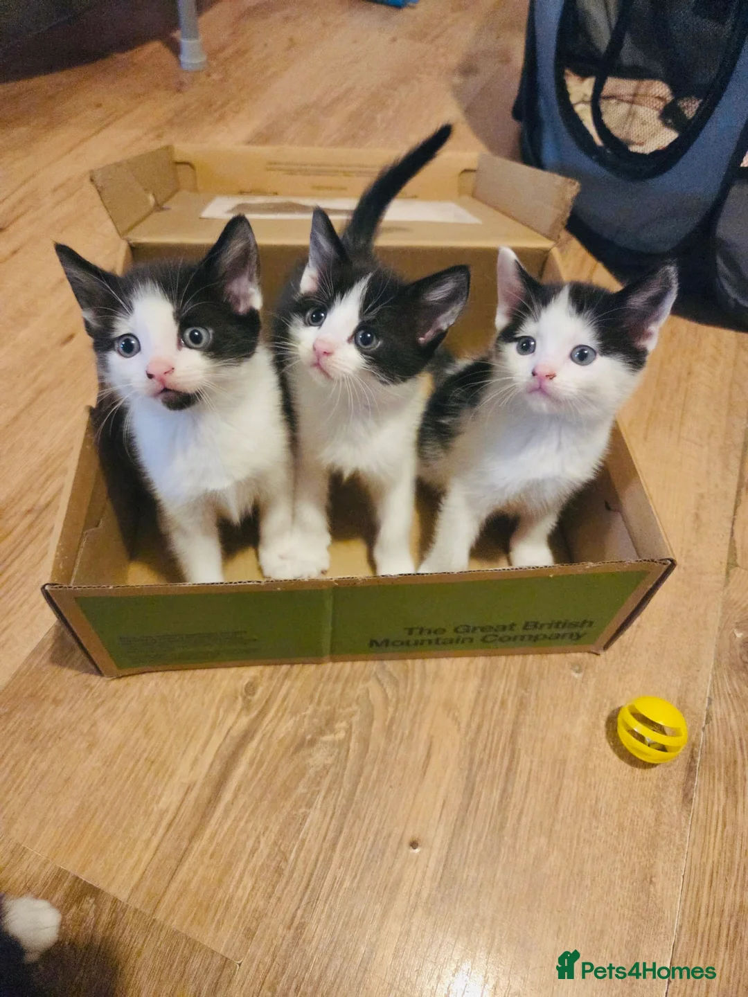 Domestic Shorthair cats for sale: 4 Beautiful Black and white kittens  - Advert 1