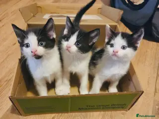 Domestic Shorthair cats 4 Beautiful Black and white kittens - Advert 2