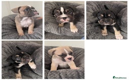 Mixed Breed dogs for sale: English bulldog French bulldog mix  - Image 19